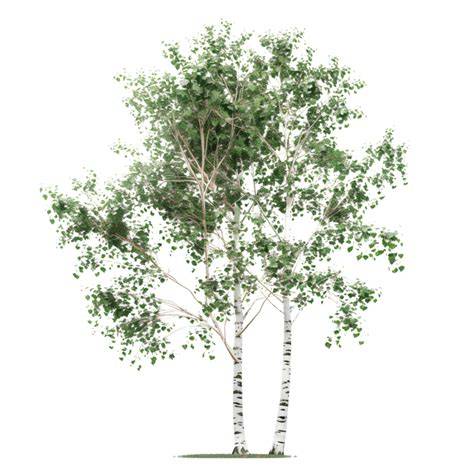 arbre_bouleau_vecteur_photoshop_presentation