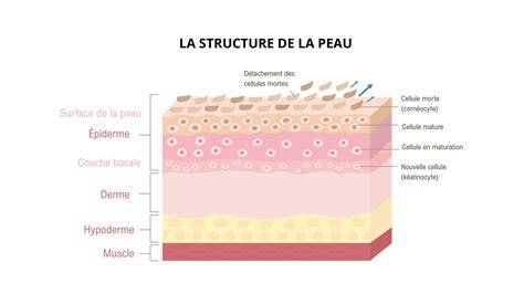 Carte conceptuelle des zones de peau et textures UDIM