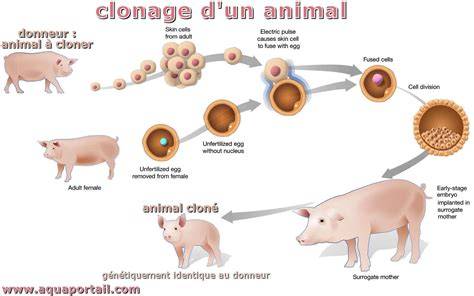 illustration du flux de travail du clonage et du masque