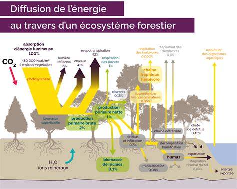 schéma-flux-travail-Resolve-ecosystème