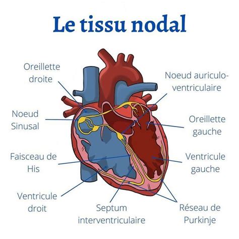 schéma_structure_nodale_fusion