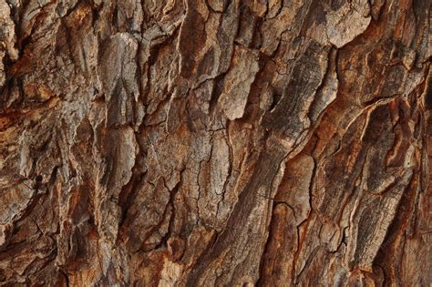 texture d'arbre naturaliste pour design