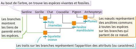 schéma-arbre-calques-et-liens