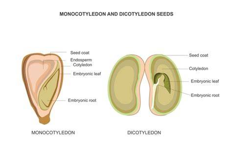 cotyledon recognition diagram