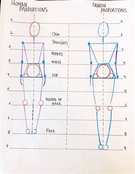 illustration proportions pointes et extraction